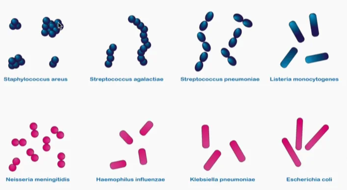 Voorbeelden van bacterievormen