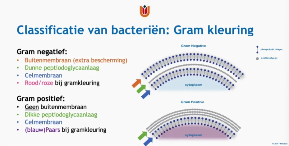 Gram-kleuring: buitenmembraan en peptidoglycaanlaag bij gram-positief en gram-negatief