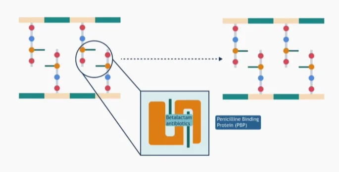 MRSA-resistentiemechanisme via gewijzigd PBP