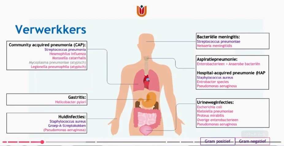 Anatomie onderste luchtwegen