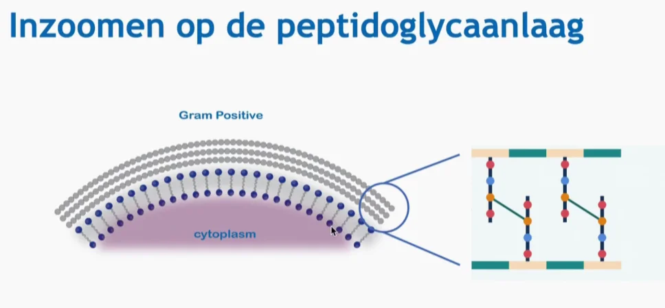 PBP (penicilline-bindende eiwitten) als bindplek voor beta-lactam-antibiotica